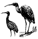 ibis1.gif
