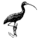 ibis2.gif
