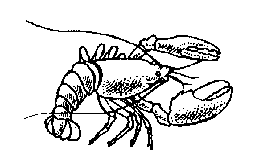 Animated Lobster