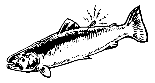 Animated Salmon