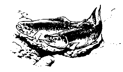 Clipart Salmon