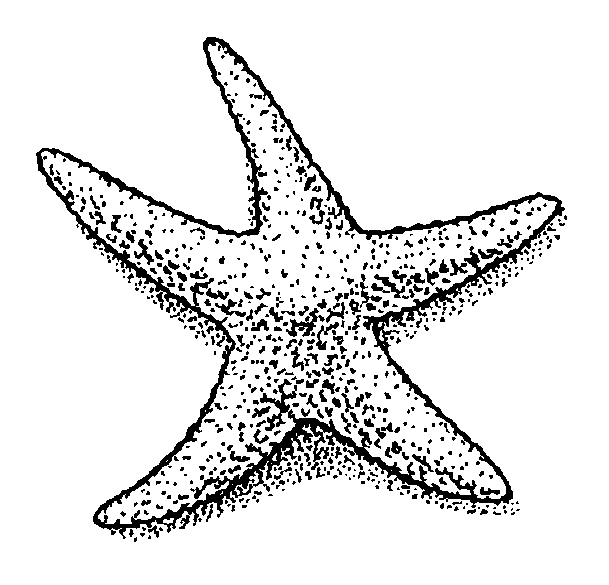 Clip Art Starfish. starfish.gif (609x585)