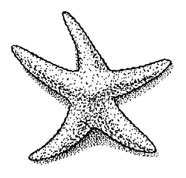 Color In Starfish