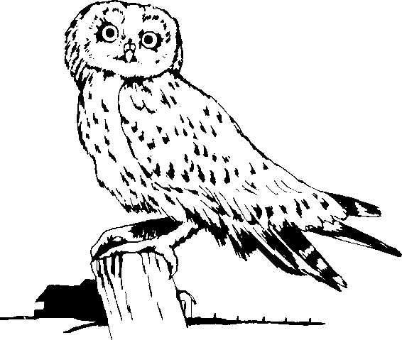 owl head clip art - photo #32