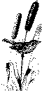 bird.gif