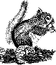 squirrel.gif